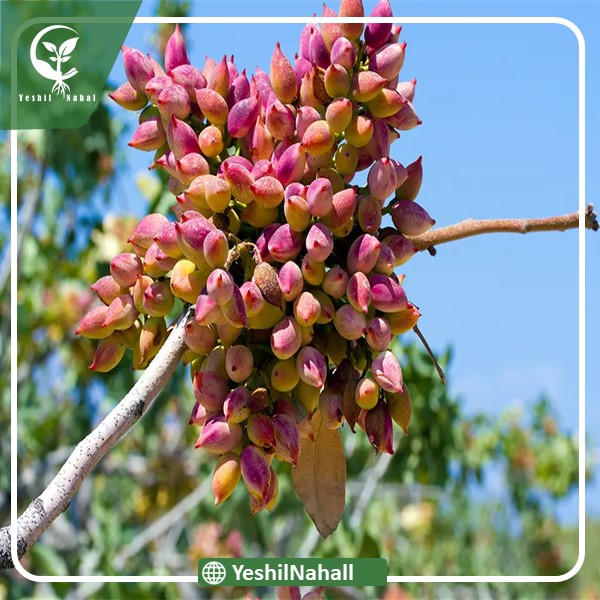 نهال پسته کله قوچی | نهال پایه رویشی پسته